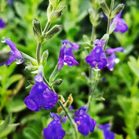 Photo of Salvia lycioides