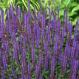 Photo of Salvia nemerosa 'Caradonna'