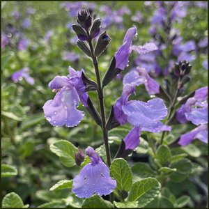 Photo of Salvia microphylla 'SoCool Pale Blue'