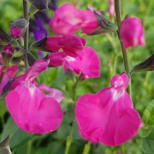 Photo of Salvia 'Vevina'