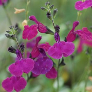 Photo of Salvia microphylla 'Violas' Darling'