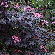 Photo of Sambucus nigra 'Black Lace'