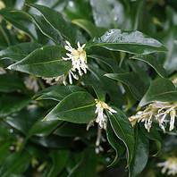 Photo of Sarcococca confusa