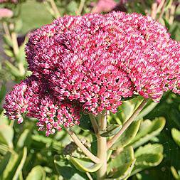 Photo of Sedum 'Herbstfreude'