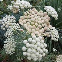 Photo of Seseli gummiferum
