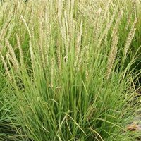 Photo of Sesleria autumnalis