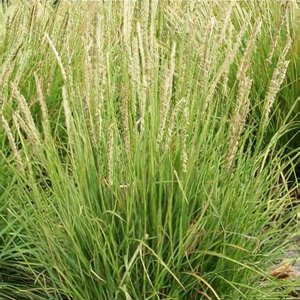 Photo of Sesleria autumnalis