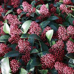 Photo of Skimmia japonica rubella