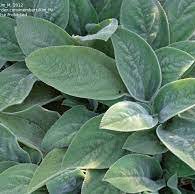 Photo of Stachys byzantina 'Silver Carpet'