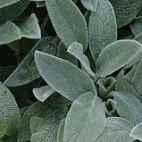 Photo of Stachys byzantina 'Silver Carpet'