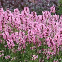 Photo of Stachys officinalis 'Pink Cotton Candy'