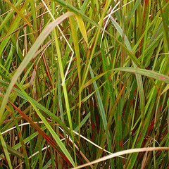 Photo of Anemanthele lessoniana (syn. Stipa arundinacea)