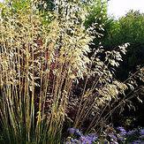 Photo of Stipa gigantea