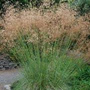 Photo of Stipa gigantea