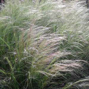 Photo of Stipa tenuissima 'Ponytails'