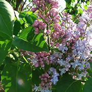 Photo of Syringa vulgaris 'Charles Joly'