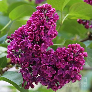 Photo of Syringa vulgaris 'Charles Joly'