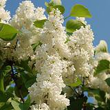 Photo of Syringa vulgaris 'Madame Lemoine'