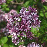 Photo of Syringa meyeri 'Palibin'