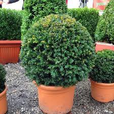 Photo of Taxus baccata ball 30cm