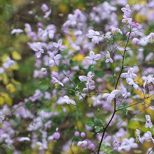 Photo of Thalictrum splendide