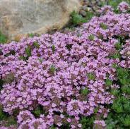 Photo of Thymus serpyllum