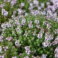 Photo of Thymus vulgaris