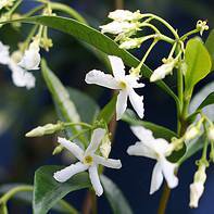 Photo of Trachelospermum jasminoides 200cm