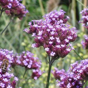 Photo of Verbena bonariensis