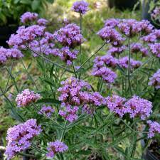 Photo of Verbena 'Lollipop'