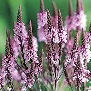 Photo of Verbena hastata 'Pink Spires'