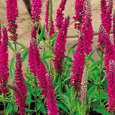 Photo of Veronica spicata 'Red Fox'