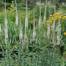 Photo of Veronicastrum virginicum 'Album'