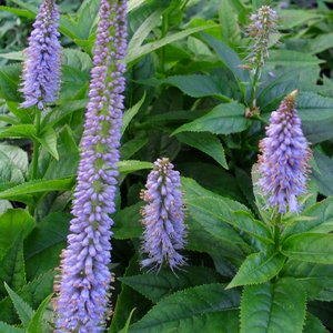 Photo of Veronicastrum viginicum 'Cupid'