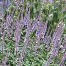 Photo of Veronicastrum virginicum 'Fascination'