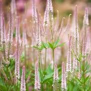 Photo of Veronicastrum viginicum 'Pink Glow'