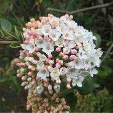 Photo of Viburnum x burkwoodii 'Anne Russell'