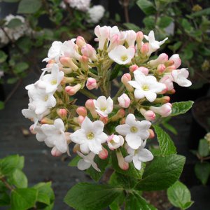 Photo of Viburnum x burkwoodii 'Anne Russell'