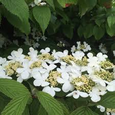 Photo of Viburnum 'Kilimandjaro'