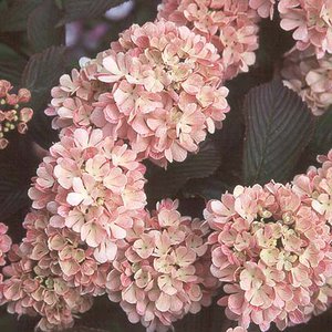 Photo of Viburnum plicatum 'Pink Sensation'