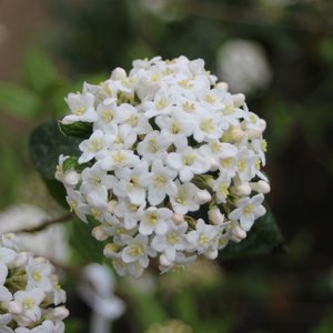 Photo of Viburnum x burkwoodii