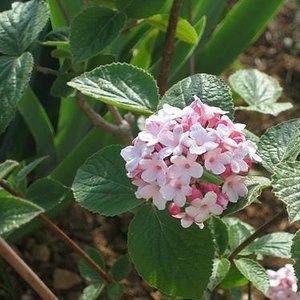 Photo of Viburnum carlesii 'Aurora'