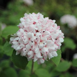 Photo of Viburnum carlesii 'Aurora'
