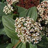 Photo of Viburnum davidii