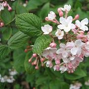 Photo of Viburnum 'Judii'