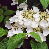 Photo of Viburnum plicatum 'Mariesii'