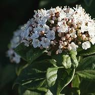 Photo of Viburnum tinus