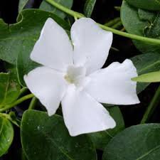 Photo of Vinca minor 'Gertrude Jekyll'