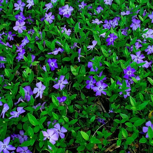 Photo of Vinca minor