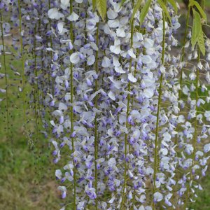 Photo of Wisteria floribunda 'Multijuga' 100cm